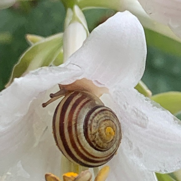 Meet your Posher, Dawn - Picture 1 of 1